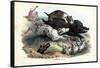 Wild Boar, 1863-79-Raimundo Petraroja-Framed Stretched Canvas