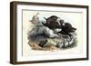 Wild Boar, 1863-79-Raimundo Petraroja-Framed Giclee Print