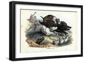 Wild Boar, 1863-79-Raimundo Petraroja-Framed Giclee Print