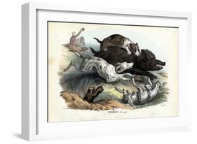 Wild Boar, 1863-79-Raimundo Petraroja-Framed Giclee Print