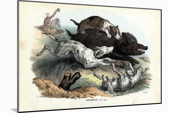 Wild Boar, 1863-79-Raimundo Petraroja-Mounted Giclee Print
