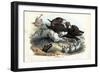 Wild Boar, 1863-79-Raimundo Petraroja-Framed Premium Giclee Print