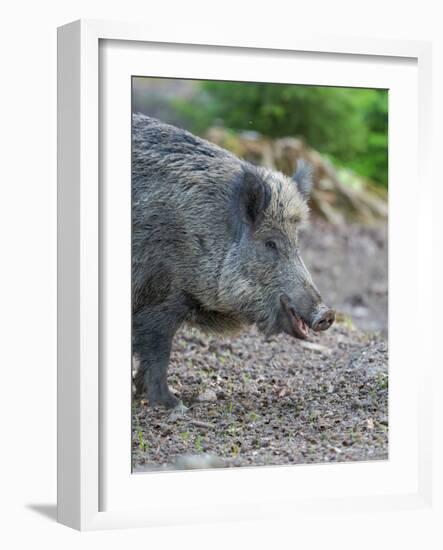 Wild boar in high forest. Enclosure in the Bavarian Forest National Park, Germany, Bavaria-Martin Zwick-Framed Photographic Print