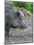 Wild boar in high forest. Enclosure in the Bavarian Forest National Park, Germany, Bavaria-Martin Zwick-Mounted Photographic Print