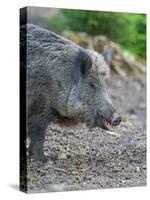 Wild boar in high forest. Enclosure in the Bavarian Forest National Park, Germany, Bavaria-Martin Zwick-Stretched Canvas