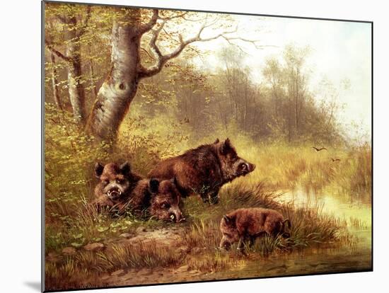 Wild Boar in the Black Forest, 1880-Moritz Muller-Mounted Giclee Print