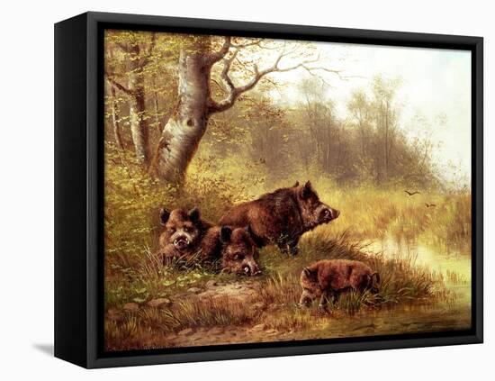 Wild Boar in the Black Forest, 1880-Moritz Muller-Framed Stretched Canvas