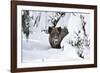 Wild Boar in Winter-Reiner Bernhardt-Framed Photographic Print