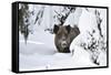 Wild Boar in Winter-Reiner Bernhardt-Framed Stretched Canvas