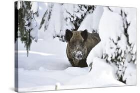 Wild Boar in Winter-Reiner Bernhardt-Stretched Canvas