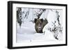 Wild Boar in Winter-Reiner Bernhardt-Framed Photographic Print