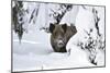 Wild Boar in Winter-Reiner Bernhardt-Mounted Photographic Print