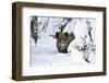 Wild Boar in Winter-Reiner Bernhardt-Framed Photographic Print