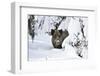 Wild Boar in Winter-Reiner Bernhardt-Framed Photographic Print