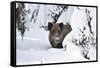 Wild Boar in Winter-Reiner Bernhardt-Framed Stretched Canvas