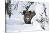 Wild Boar in Winter-Reiner Bernhardt-Stretched Canvas