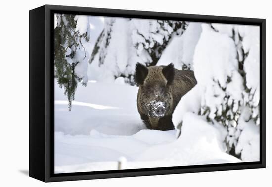 Wild Boar in Winter-Reiner Bernhardt-Framed Stretched Canvas