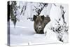 Wild Boar in Winter-Reiner Bernhardt-Stretched Canvas