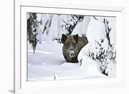 Wild Boar in Winter-Reiner Bernhardt-Framed Photographic Print