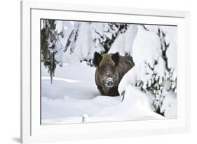 Wild Boar in Winter-Reiner Bernhardt-Framed Photographic Print