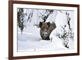 Wild Boar in Winter-Reiner Bernhardt-Framed Photographic Print