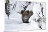 Wild Boar in Winter-Reiner Bernhardt-Mounted Photographic Print