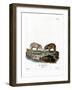 Wild Boar Piglets-null-Framed Giclee Print