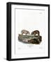 Wild Boar Piglets-null-Framed Giclee Print