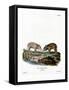 Wild Boar Piglets-null-Framed Stretched Canvas