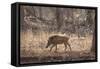 Wild Boar, Ranthambhore National Park, Rajasthan, India, Asia-Janette Hill-Framed Stretched Canvas