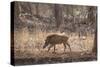 Wild Boar, Ranthambhore National Park, Rajasthan, India, Asia-Janette Hill-Stretched Canvas