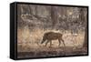 Wild Boar, Ranthambhore National Park, Rajasthan, India, Asia-Janette Hill-Framed Stretched Canvas