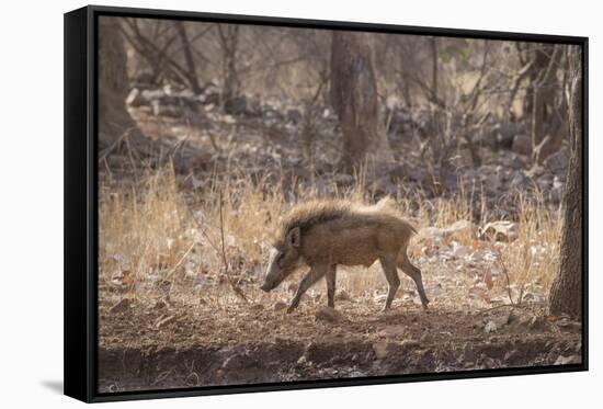 Wild Boar, Ranthambhore National Park, Rajasthan, India, Asia-Janette Hill-Framed Stretched Canvas