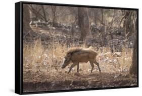 Wild Boar, Ranthambhore National Park, Rajasthan, India, Asia-Janette Hill-Framed Stretched Canvas