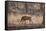 Wild Boar, Ranthambhore National Park, Rajasthan, India, Asia-Janette Hill-Framed Stretched Canvas