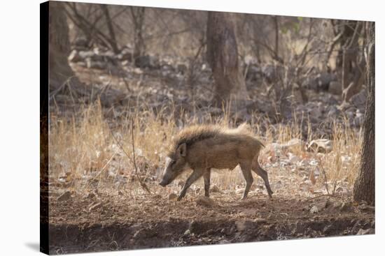 Wild Boar, Ranthambhore National Park, Rajasthan, India, Asia-Janette Hill-Stretched Canvas