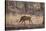 Wild Boar, Ranthambhore National Park, Rajasthan, India, Asia-Janette Hill-Stretched Canvas