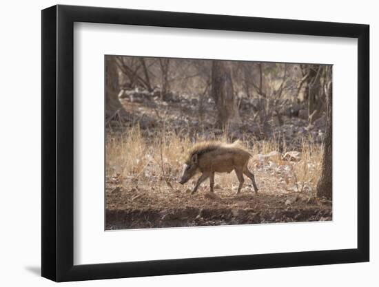 Wild Boar, Ranthambhore National Park, Rajasthan, India, Asia-Janette Hill-Framed Photographic Print