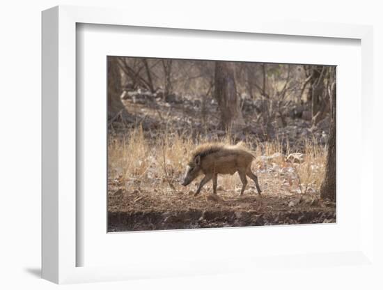 Wild Boar, Ranthambhore National Park, Rajasthan, India, Asia-Janette Hill-Framed Photographic Print