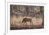 Wild Boar, Ranthambhore National Park, Rajasthan, India, Asia-Janette Hill-Framed Photographic Print