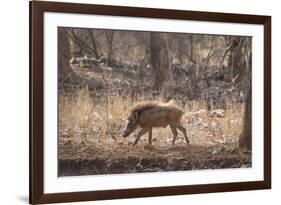 Wild Boar, Ranthambhore National Park, Rajasthan, India, Asia-Janette Hill-Framed Photographic Print