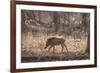 Wild Boar, Ranthambhore National Park, Rajasthan, India, Asia-Janette Hill-Framed Photographic Print