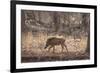 Wild Boar, Ranthambhore National Park, Rajasthan, India, Asia-Janette Hill-Framed Photographic Print