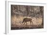 Wild Boar, Ranthambhore National Park, Rajasthan, India, Asia-Janette Hill-Framed Photographic Print