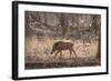 Wild Boar, Ranthambhore National Park, Rajasthan, India, Asia-Janette Hill-Framed Photographic Print