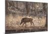 Wild Boar, Ranthambhore National Park, Rajasthan, India, Asia-Janette Hill-Mounted Photographic Print
