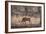 Wild Boar, Ranthambhore National Park, Rajasthan, India, Asia-Janette Hill-Framed Photographic Print