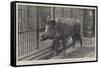 Wild Boar, Removed from Windsor Park and Presented to the Zoological Society by Hm the King-null-Framed Stretched Canvas