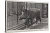 Wild Boar, Removed from Windsor Park and Presented to the Zoological Society by Hm the King-null-Stretched Canvas