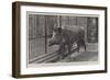 Wild Boar, Removed from Windsor Park and Presented to the Zoological Society by Hm the King-null-Framed Giclee Print